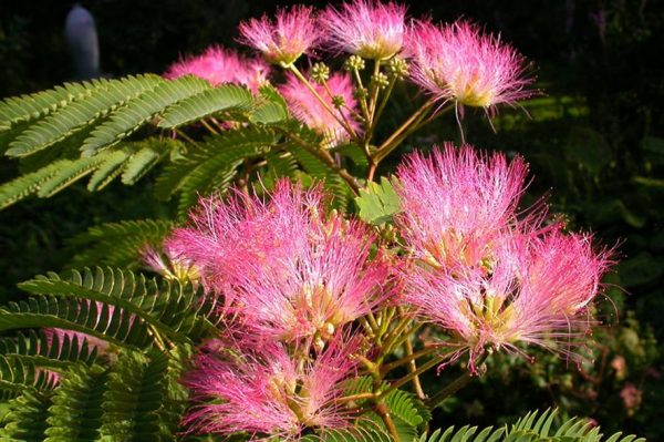 Albizia