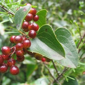 Smilax Sarsaparilla