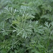 Wormwood