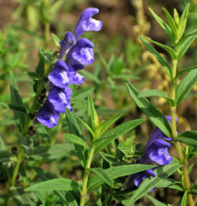 Baical Skullcap