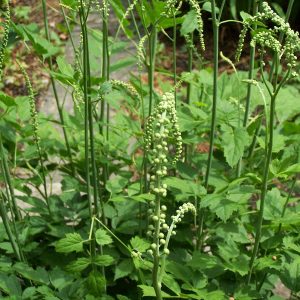 Black Cohosh