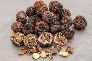 Black Walnut Extract