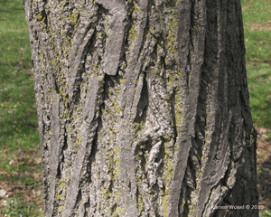 Butternut Bark