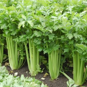 Celery