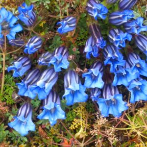 Chinese Gentian