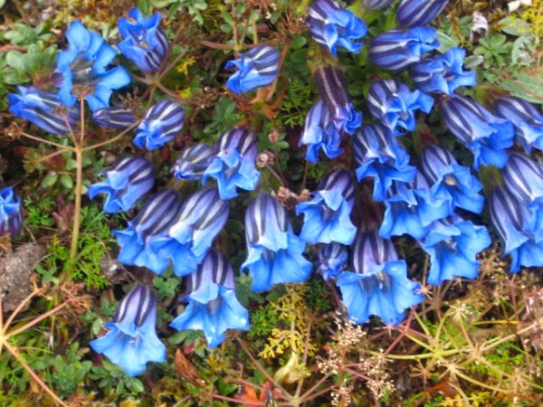 Chinese Gentian