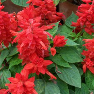 Chinese Red Sage