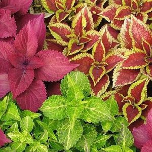 Coleus