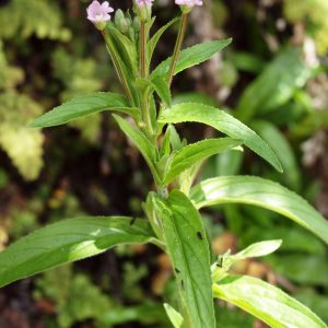 Epilobium