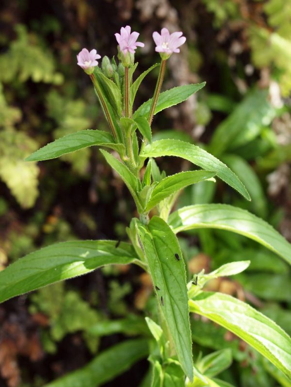 Epilobium