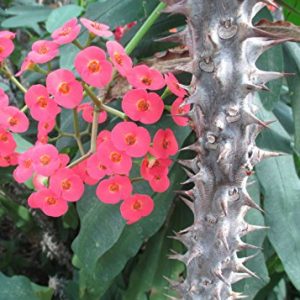 Euphorbia