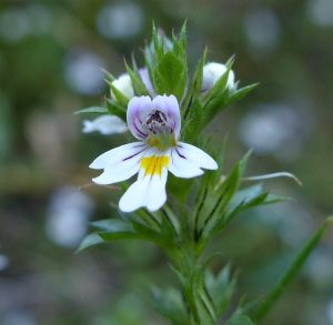 Eyebright