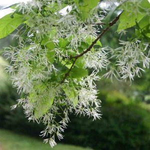 Fringe Tree