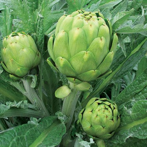 Globe Artichoke