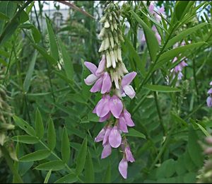 Goats Rue