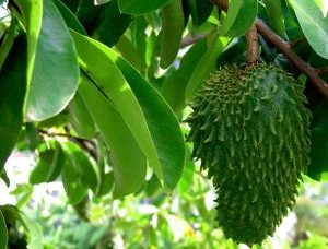 Graviola Soursop