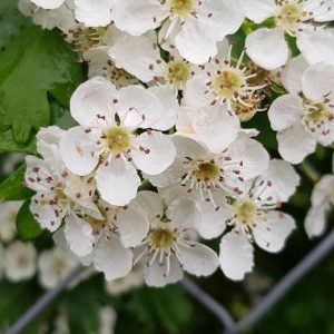 Hawthorn (Crateava)