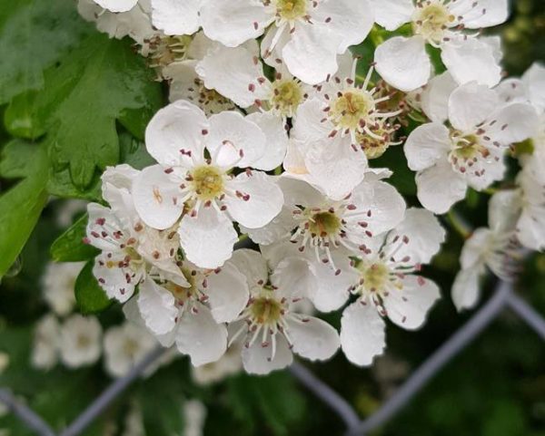 Hawthorn (Crateava)