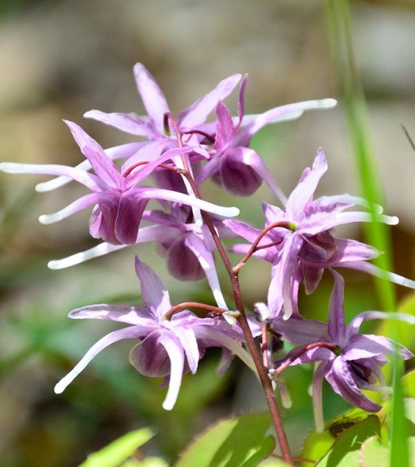 Horny Goat Weed