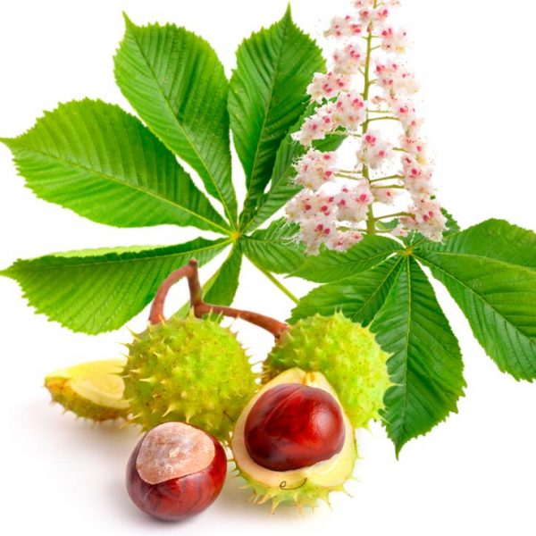 Horse Chestnut