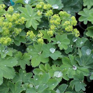 Ladies Mantle