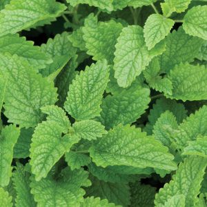 Lemon Balm