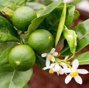 Lime Tree