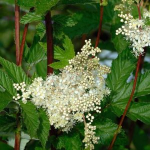 Meadowsweet