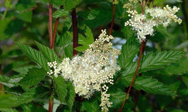 Meadowsweet