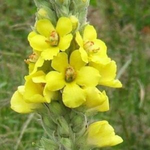 Mullein