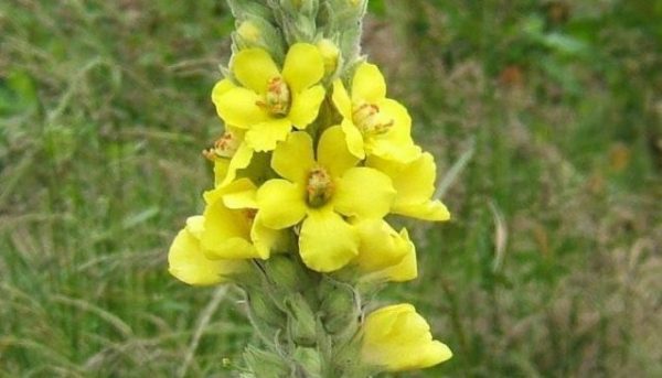 Mullein