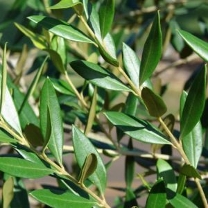 Olive Leaf