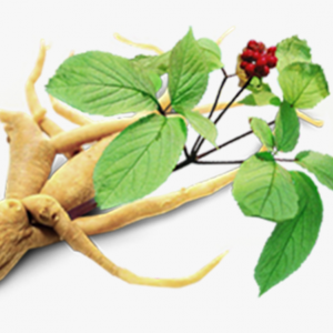 Panax Ginseng