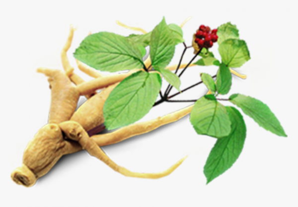 Panax Ginseng