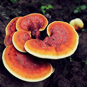 Reishi