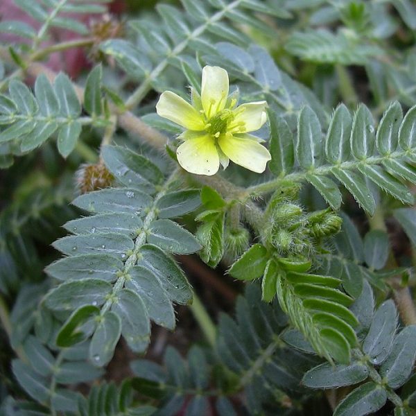 Tribulus Terrestris Extract