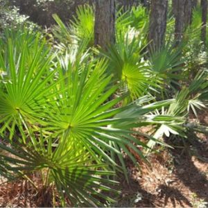 Saw Palmetto