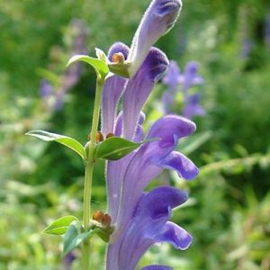 Skullcap