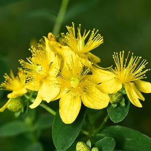 St John's Wort