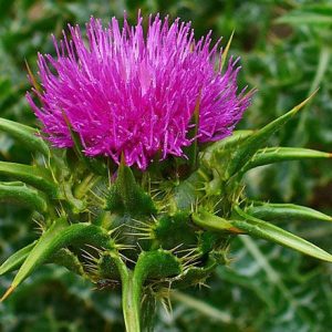 St Mary's Thistle