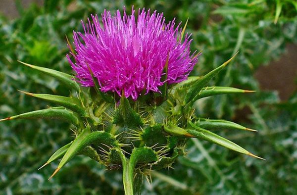 St Mary's Thistle