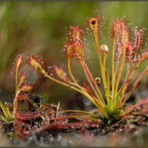 Sundew