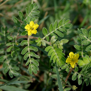 Tribulus