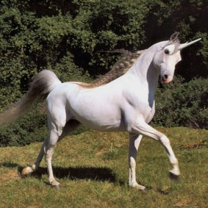 True Unicorn