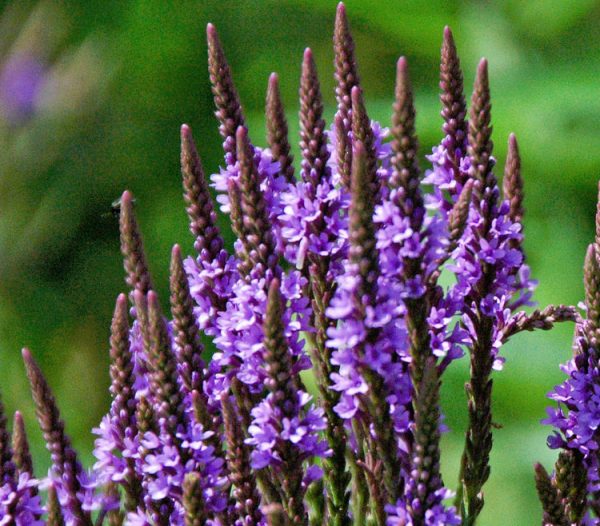 Vervain