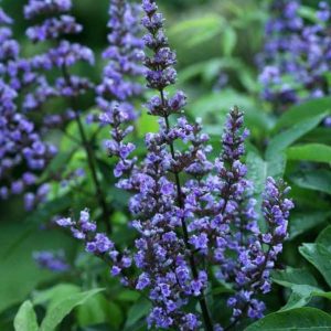 Vitex