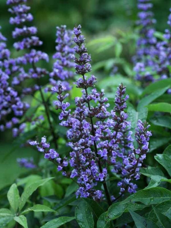 Vitex