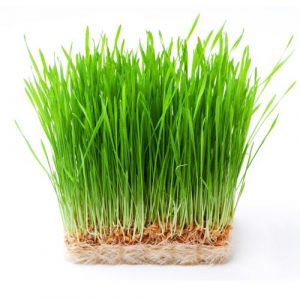 Wheat Grass