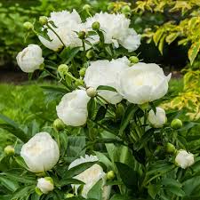 White Peony