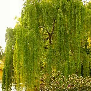 White Willow